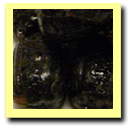 Thumbnail of product